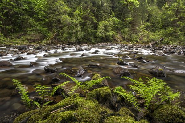 Riparian Habitats - Marion SWCD