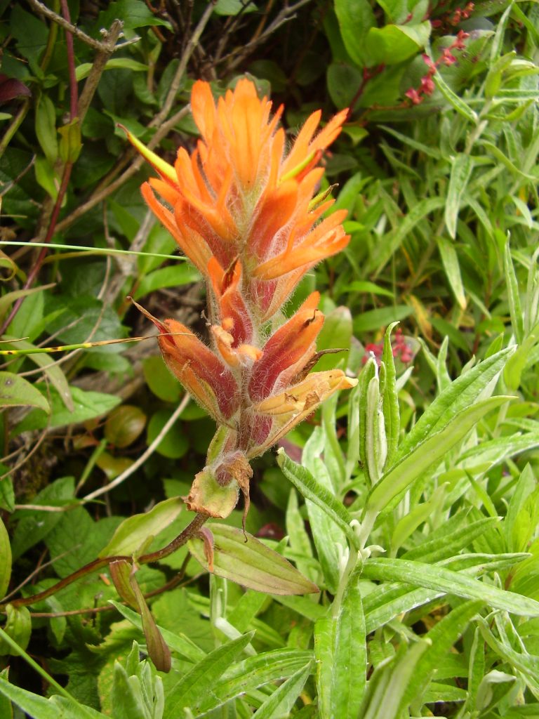a single red paintbrush infloresecence with multiple orangey red trumpet shaped flowers