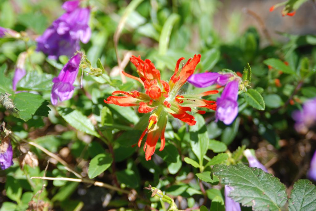 red paintbrush interspersed with purple penstemon