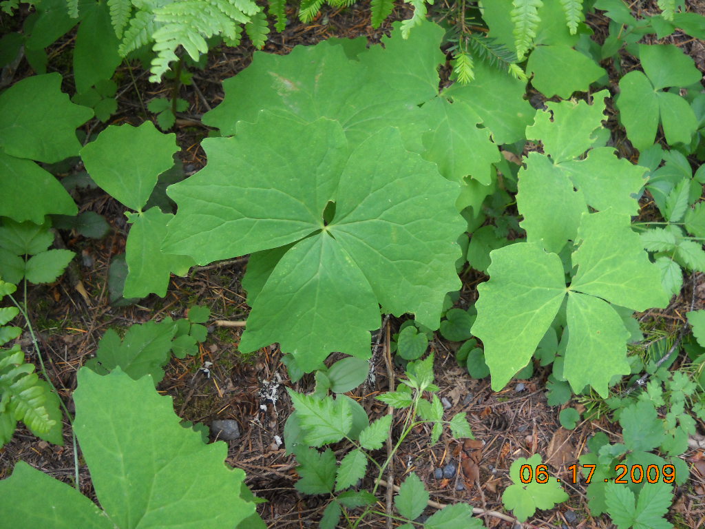 Shows one vanilla leaf plant with three triangular leaves that are wavy-edged on the outer edge, sort of looks like a pie with three pieces.