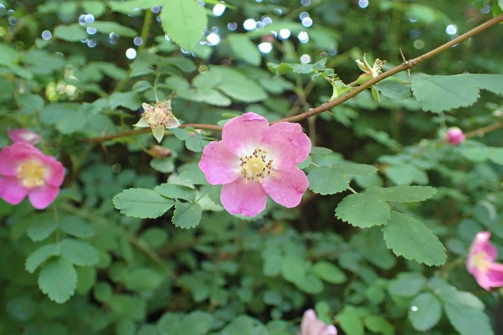 a pink five petaled rose flower with small toothed leaves