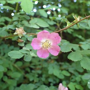 a pink five petaled rose flower with small toothed leaves