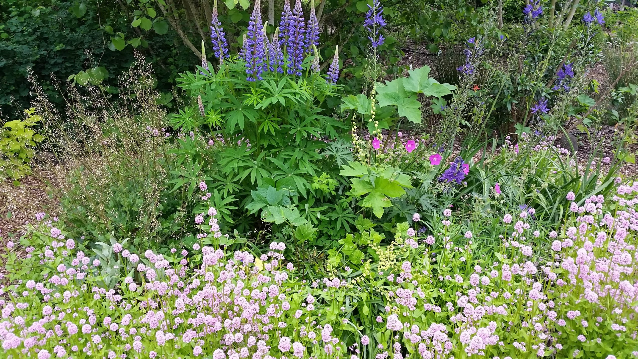 a native plant garden with lupine, sea blush, larkspur, co parsnip and other species