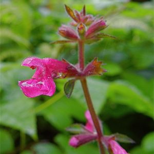 two-lipped fused petals of a vibrant purple-red color. In this image the bottom lip is holding a drop of water