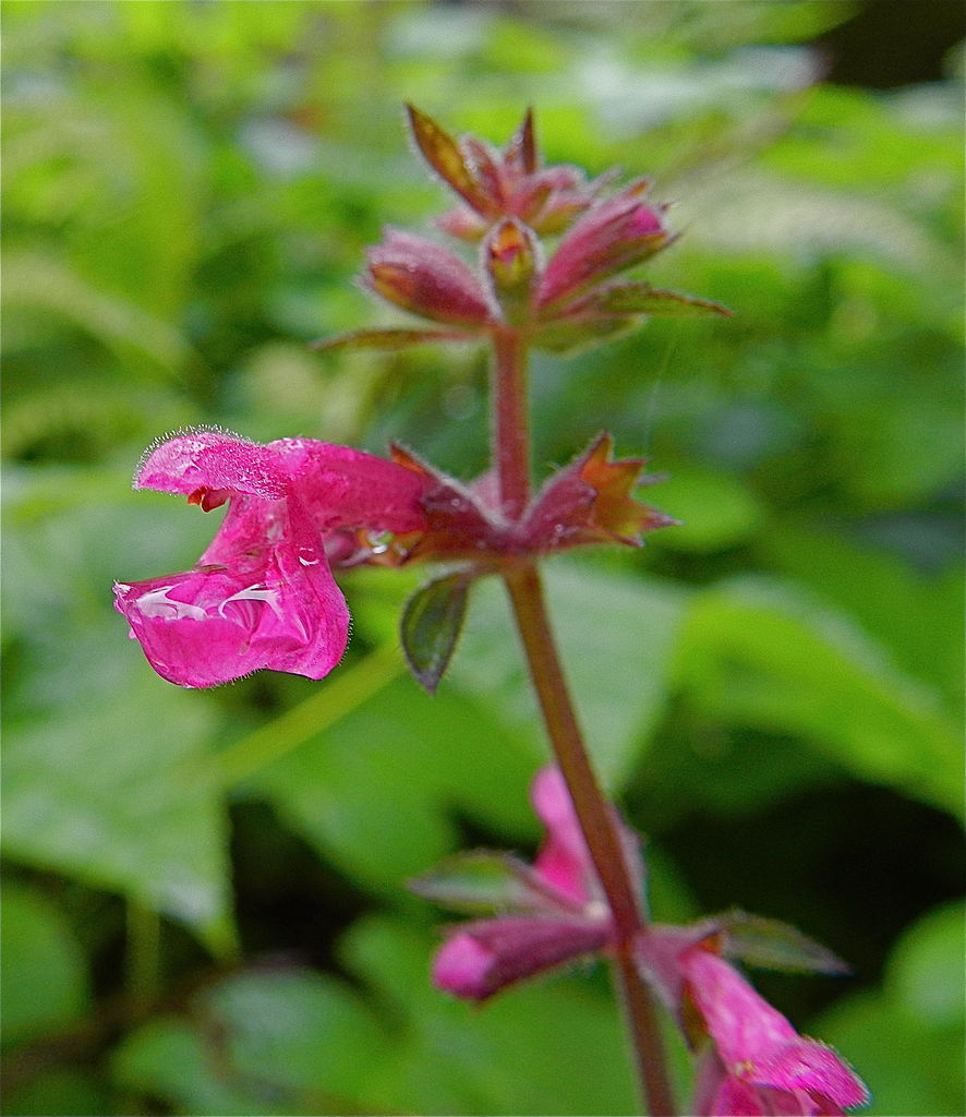 two-lipped fused petals of a vibrant purple-red color. In this image the bottom lip is holding a drop of water