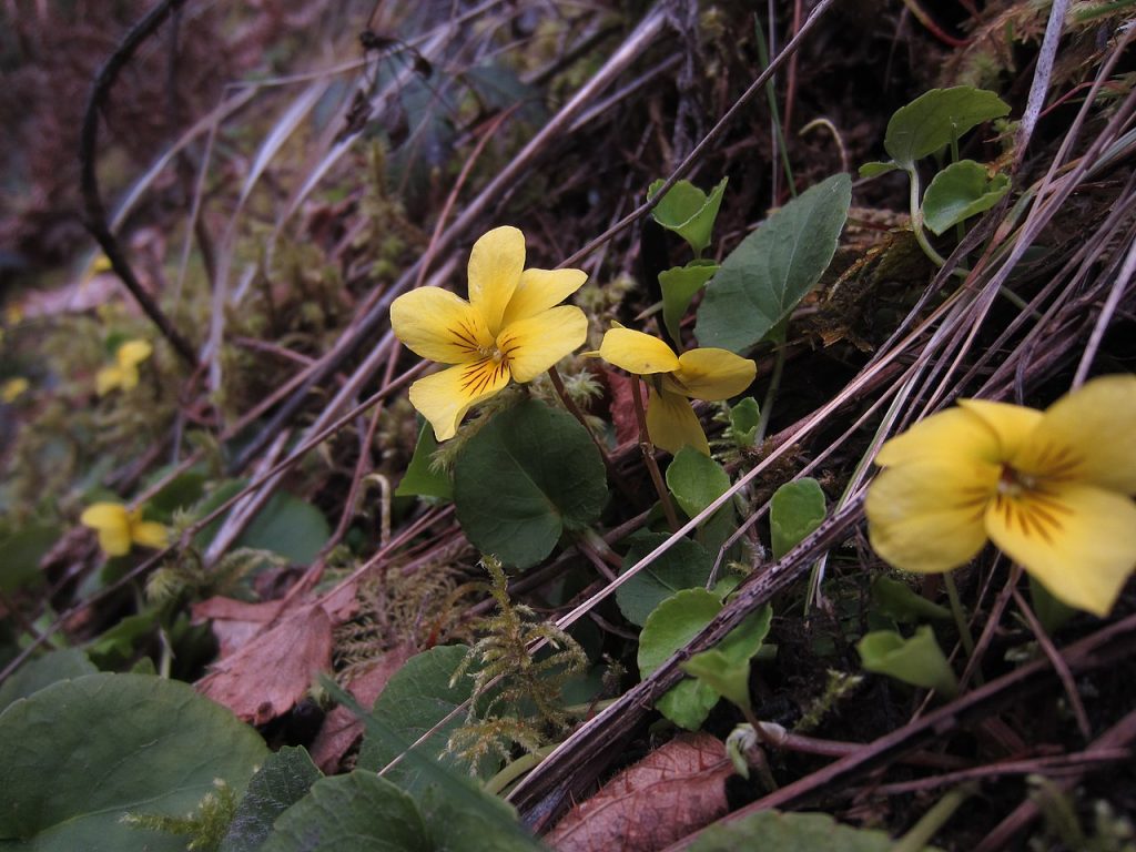 small evergreen heart shaped leaves with wavy edges and little yellow violet flowers