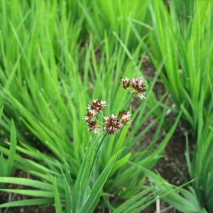 Bunches of iris like leaves with clusters of small off-white to brown flowers