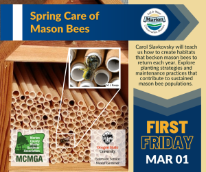 a graphic announcing the March 1 First Friday: Spring Care of Mason Bees. Shows an image of a mason bee nest boxes actively being filled by mason bees with a close up of a mason bee covered in pollen on a nesting tube.