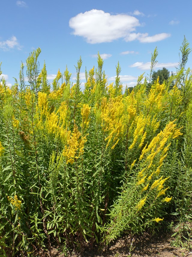 a patch of goldenrod