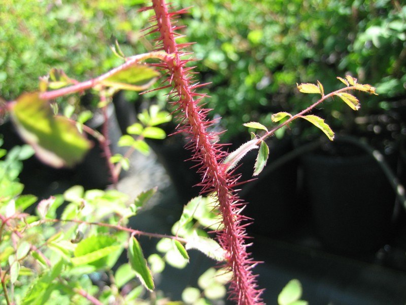 a red stem covered in fin prickly thorns
