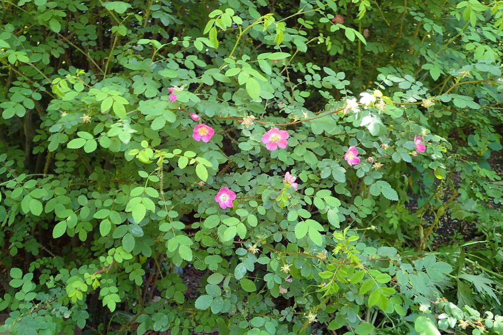 pink five petalled rose flowers with white centers and pinnately compound with 5-9 double serrated leaflets.