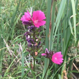 deep pink magenta flowers along and atop stem.