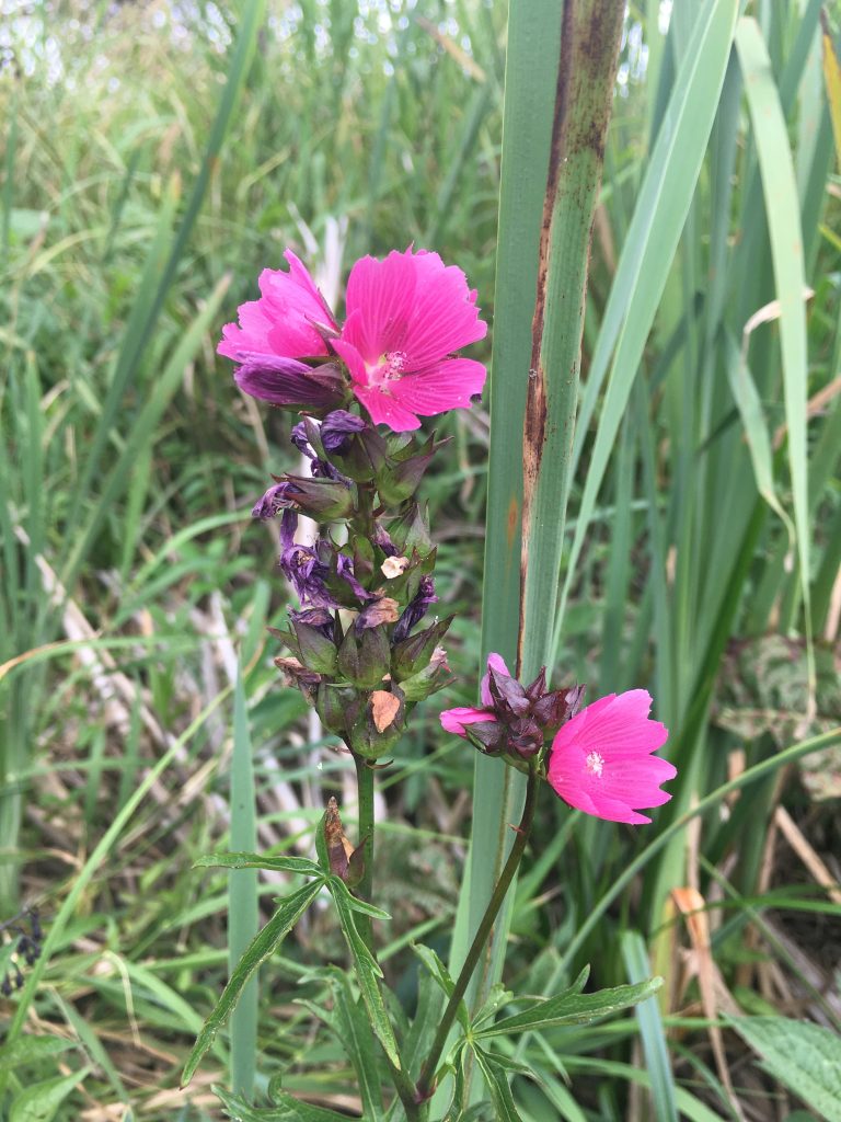 deep pink magenta flowers along and atop stem.