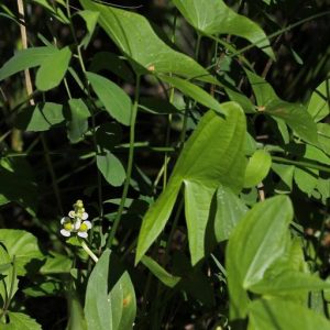 arrows shaped leaves of wapato and one raceme with several white petalled flowers on it