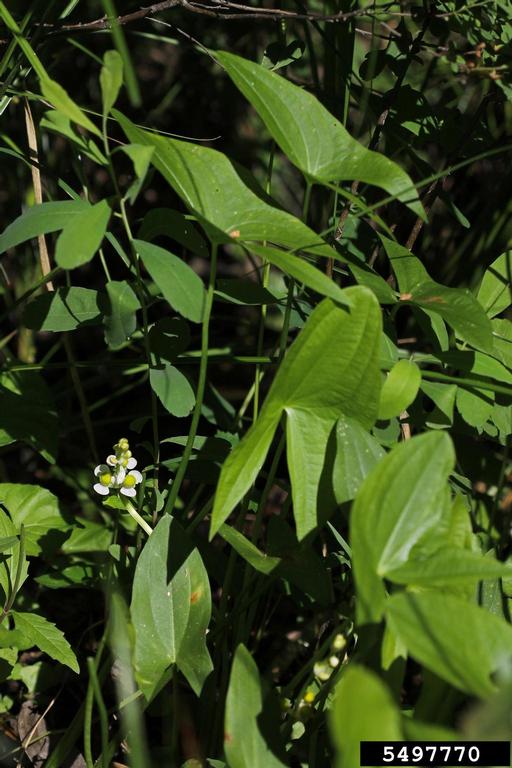 arrows shaped leaves of wapato and one raceme with several white petalled flowers on it