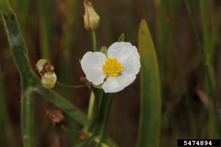 a white three petaled male flower of wapato