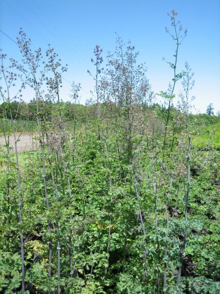 a patch of meadowrue growing at the nursery with compound leaves that resemble columbine.