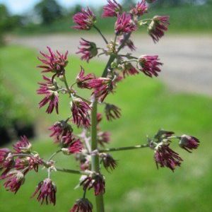 Female flowers of meadowrue with no petals and long magenta pistils.