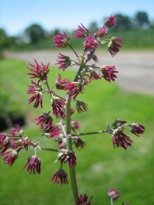 Female flowers of meadowrue with no petals and long magenta pistils.