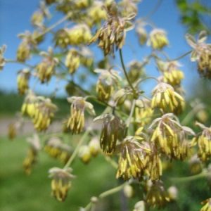 Pendulant male flowers with tassel-like yellow stamen and green sepals, like dangly earrings