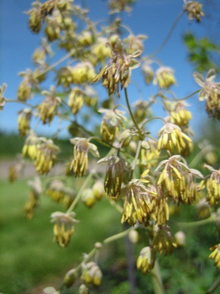 Pendulant male flowers with tassel-like yellow stamen and green sepals, like dangly earrings