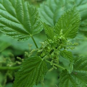 close up of the tiny greenish yellow flowers of stinging nettle