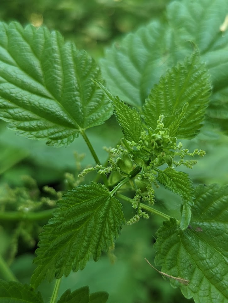 close up of the tiny greenish yellow flowers of stinging nettle