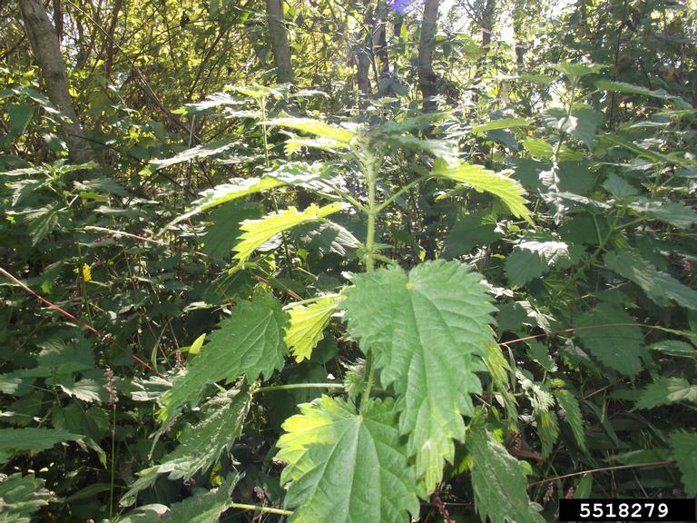 The cordate leaves have strongly serrated margins