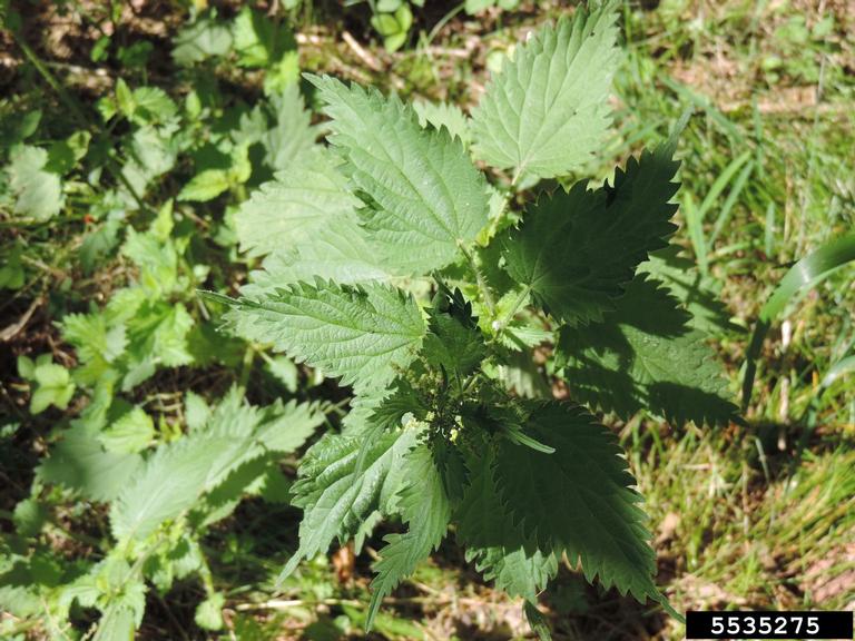 The cordate leaves have strongly serrated margins