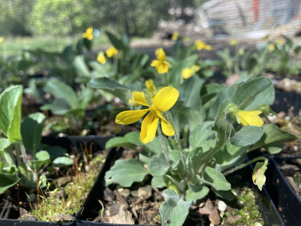 a small yellow flowered violet