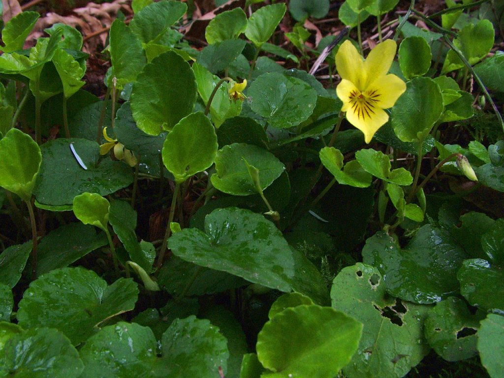 Evergreen heart-shaped leaves with crenate margins and yellow violet flowers