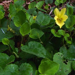 Evergreen heart-shaped leaves with crenate margins and yellow violet flowers