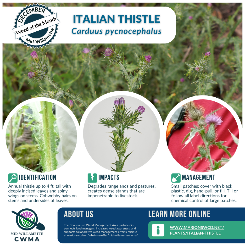 a square flyer showing four images of Italian thistle with spiny, winged stems and multiple small flower heads