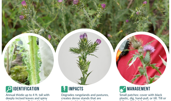 a square flyer showing four images of Italian thistle with spiny, winged stems and multiple small flower heads