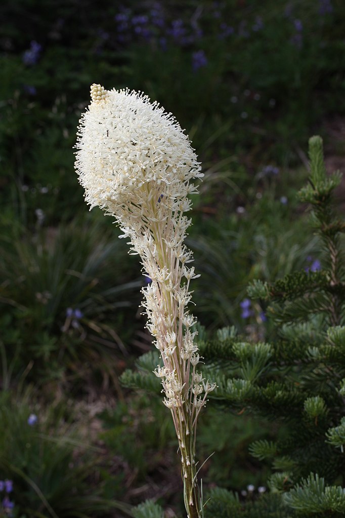 a shot of a bear-grass raceme with star-like small white flowers encircling the stem and fluffing out towards the top.