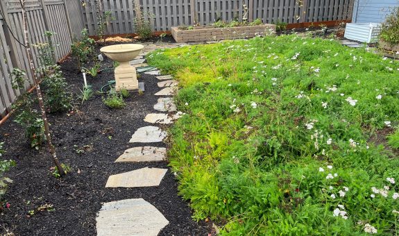 backyard landscaped with a yarrow lawn, native plants, and stepping stones.