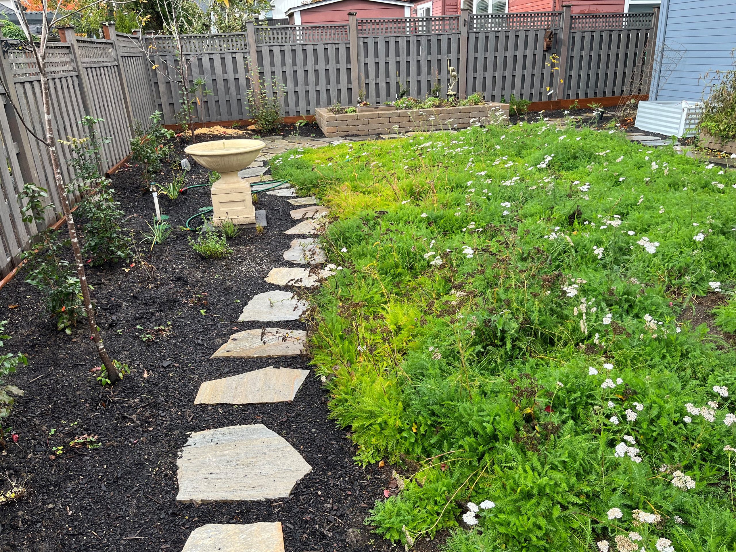 backyard landscaped with a yarrow lawn, native plants, and stepping stones.