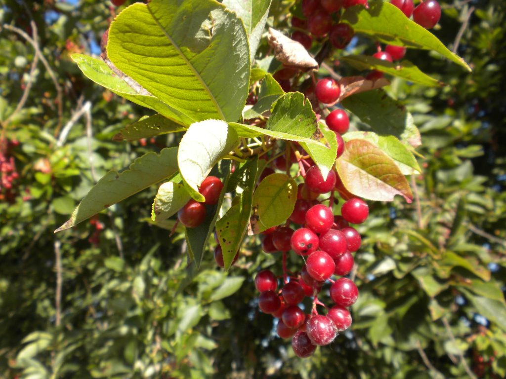 a cluster of red cherries hanging from branch