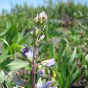The top of a broadleaf lupine inflorescence with pea-type purple and white flowers.
