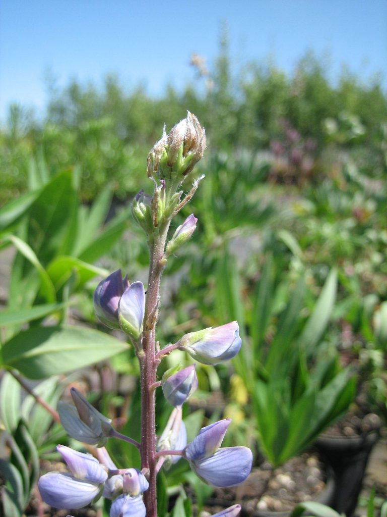 The top of a broadleaf lupine inflorescence with pea-type purple and white flowers.