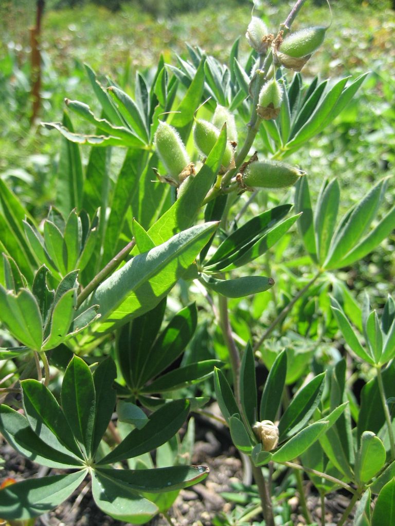 broad petaled palmate leaves of broadleaf lupine