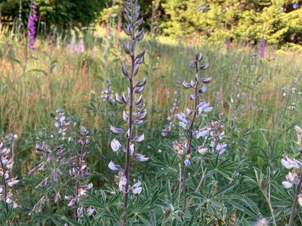 a patch of broadleaf lupine in bloom