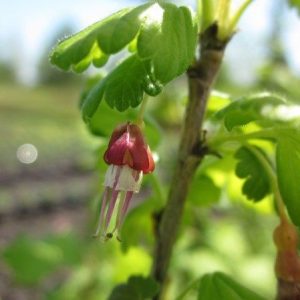 a hanging flower