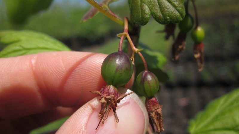 a gooseberry fruit like a little green grape smaller than a thumbnail.