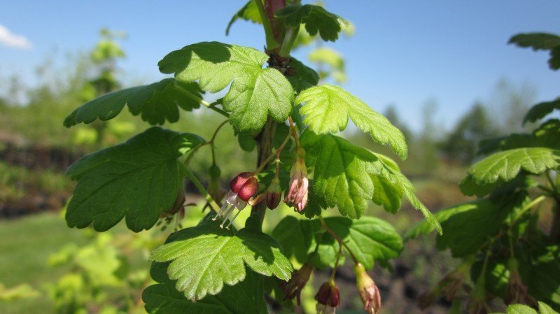 currant shaped leaves with small dangling flowers nestled in amongst them