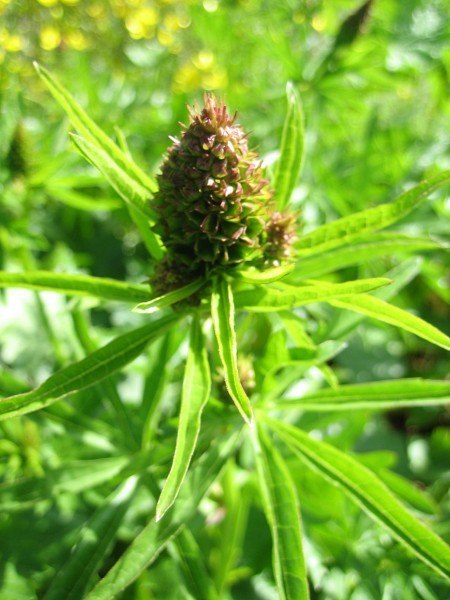 a bud of a Cusick's checkermallow shows the dense clustering on the raceme and the thin dissected leaves below