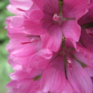 close up of magenta flowers tightly clustered