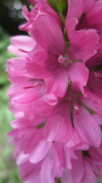 close up of magenta flowers tightly clustered