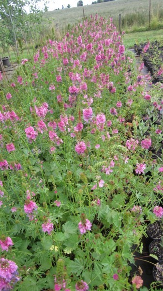 a patch of checkermallow with rounded basal leaves and racemes of clustered pink flowers