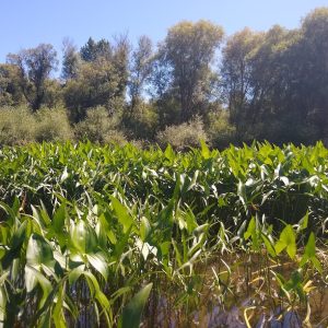 a patch of wapato in the river with upright arrow shaped leaves pointing upward about 2 ft tall.